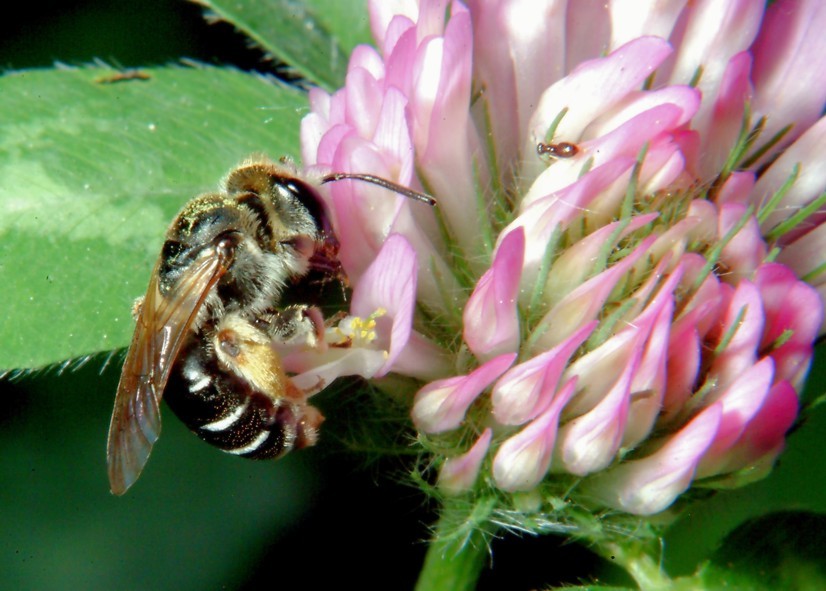 Macrofotografia (anche per micologi)